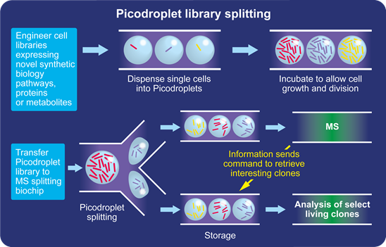 Droplets are Split To The MS and Storage